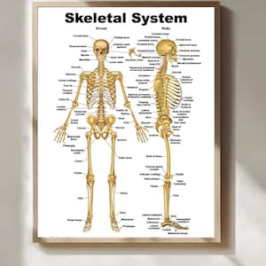 Könnte beinhalten: Anatomie-Poster mit dem Titel "Skeletal System" mit detaillierten Illustrationen des menschlichen Skeletts von vorne und von der Seite. Das Poster zeigt beschriftete Knochen in einem beige-weißen Farbschema, gerahmt in einem hellbraunen Holzrahmen.
