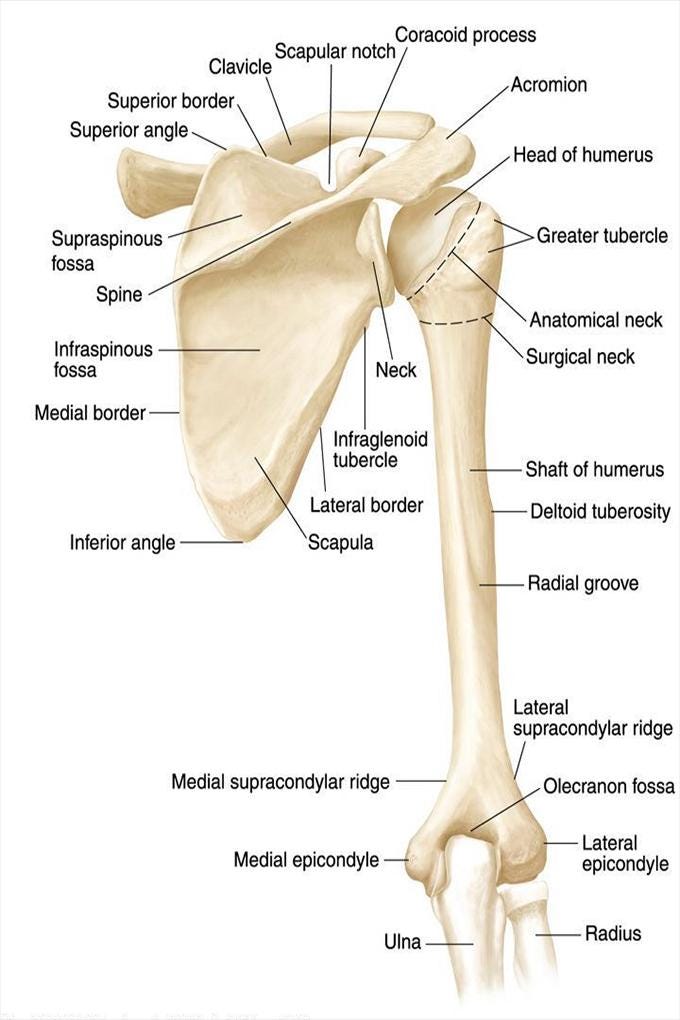 Shoulder Labeled Shoulder Bone Anatomy Poster Detailed Medical Illustration Wall Art - Etsy