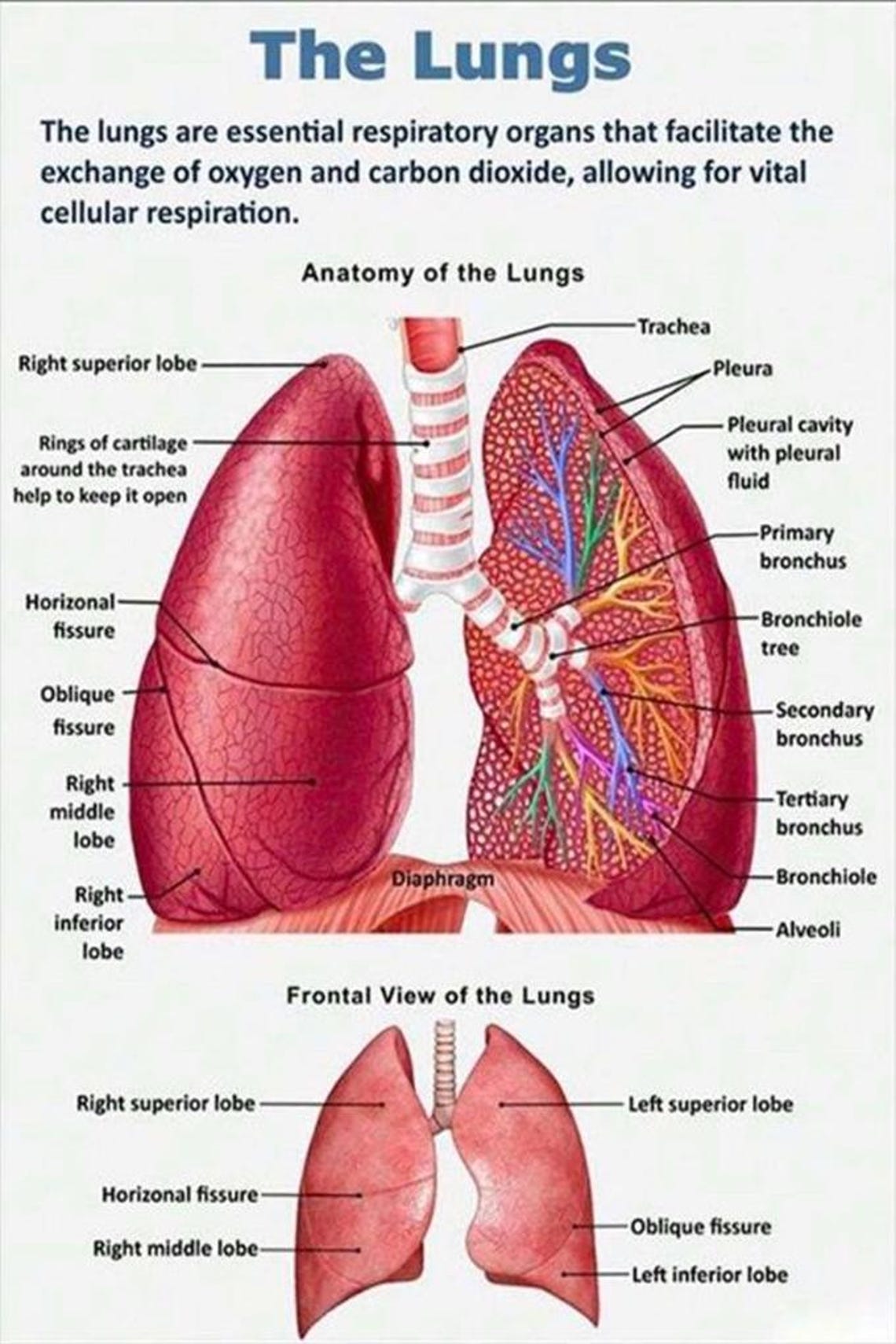 Lung Anatomy Poster Medical Diagram Wall Art for Clinic Office Decor - Etsy