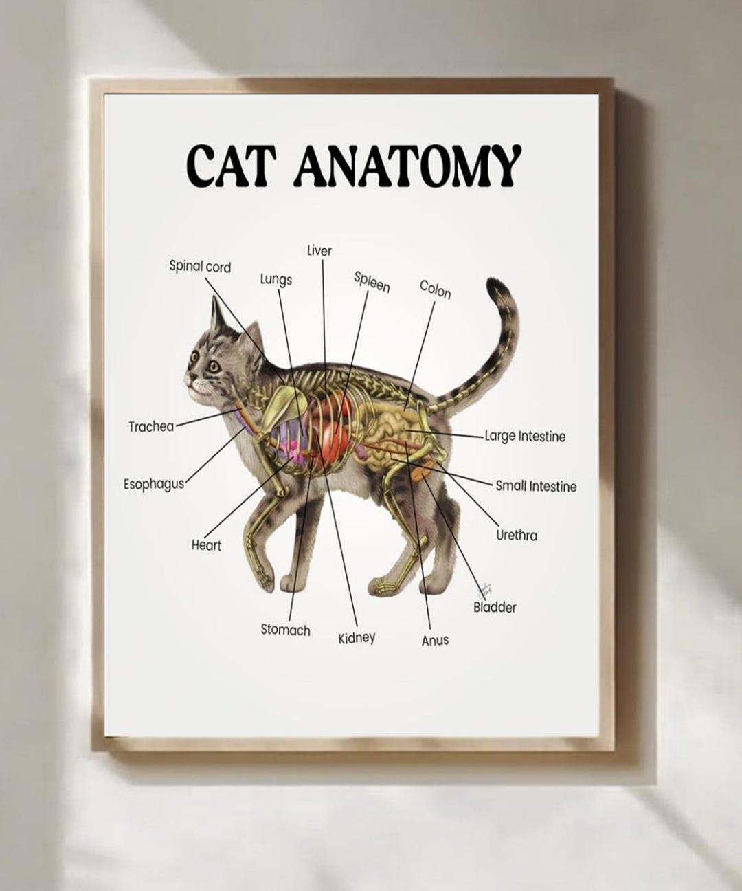 Cat Skeleton And Organs Poster Educational Print Cat Anatomy Poster ...