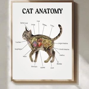 Könnte beinhalten: Ein gerahmter Druck mit dem Titel "CAT ANATOMY" zeigt eine detaillierte Illustration der inneren Organe einer Katze. Beschriftete Teile sind Lunge, Leber, Herz und Darm. Die Katze ist in Grau- und Brauntönen dargestellt, mit einem beigen Rahmen.