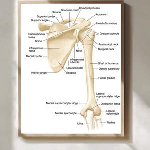 Axelbenets anatomi Poster Detaljerad medicinsk illustration Väggkonst