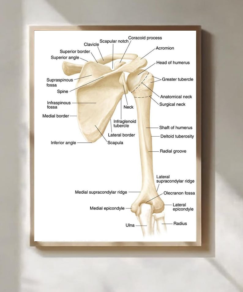 Scapular Frame Shoulder Bone Anatomy Poster Detailed Medical Illustration Wall Art - Etsy