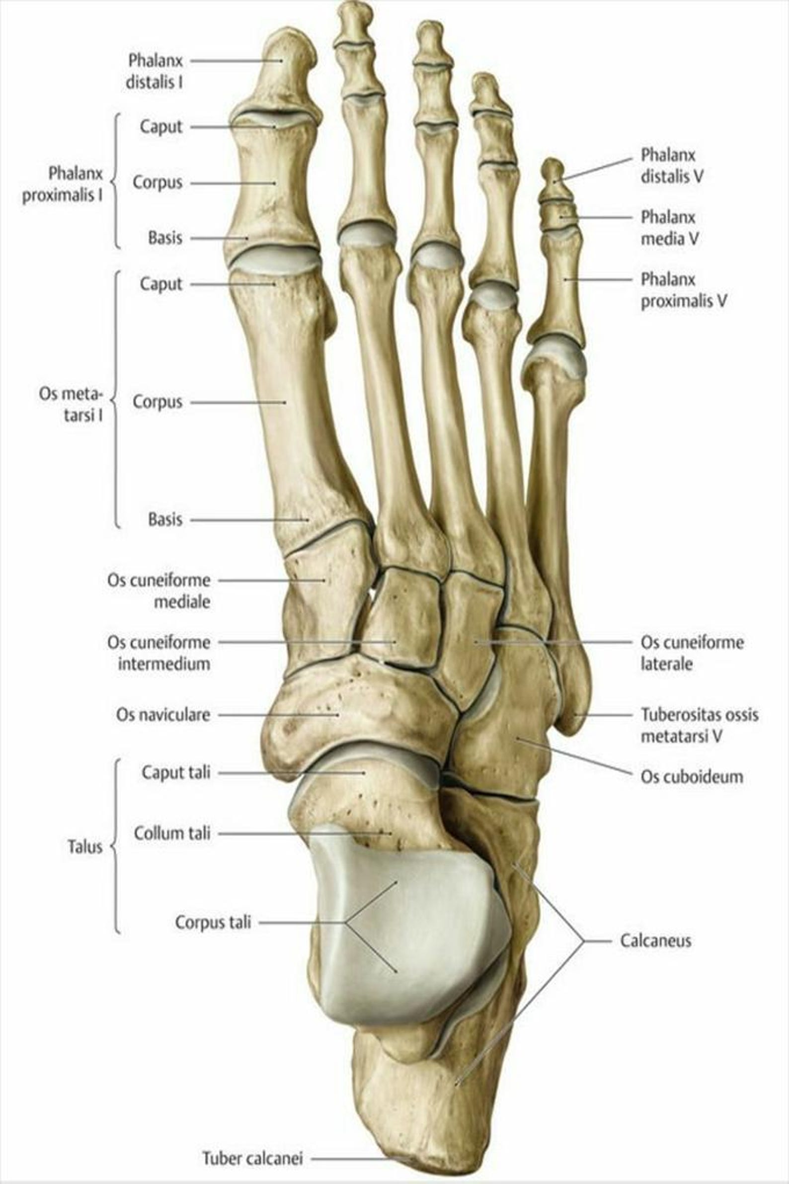 Human Foot Bone Chart Wall Art For Clinic And Study Room Etsy human-foot-bone-chart-wall-art-for-clinic-and-study-room-etsy
