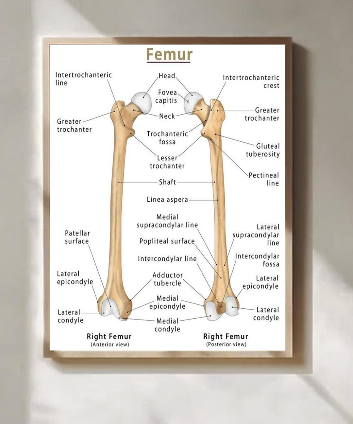Feumer Human Femur Anatomy Chart Skeletal Diagram Educational Wall Decor - Etsy