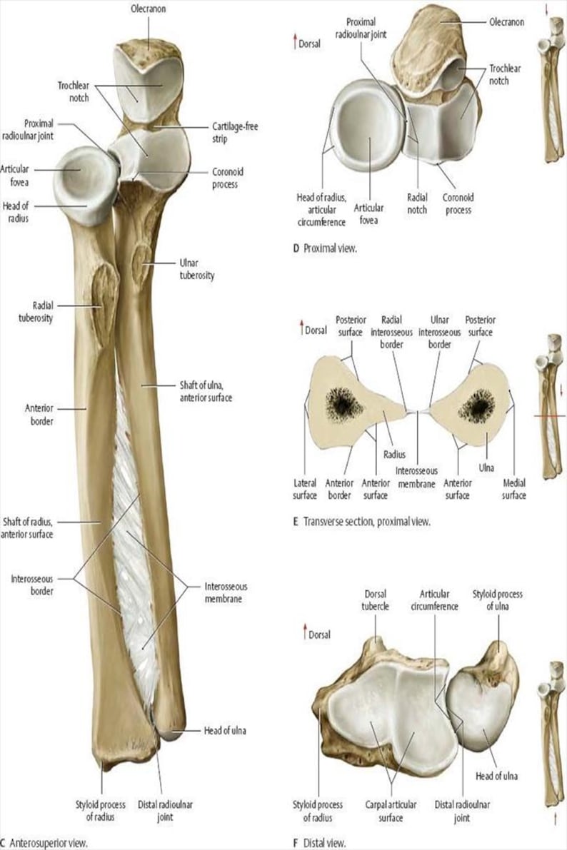 Radius With Labels Radius and Ulna Anatomy Poster Forearm Bone Diagram Print Medical ...