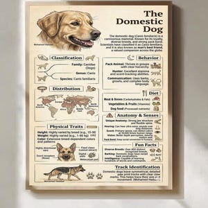 Könnte beinhalten: Lehrreiches Poster über den Haushund mit einer Illustration eines Golden Retrievers. Es enthält Informationen zu Klassifizierung, körperlichen Merkmalen, Verhalten, Ernährung, Anatomie und Wissenswertem über Hunde. Maße in cm und kg.