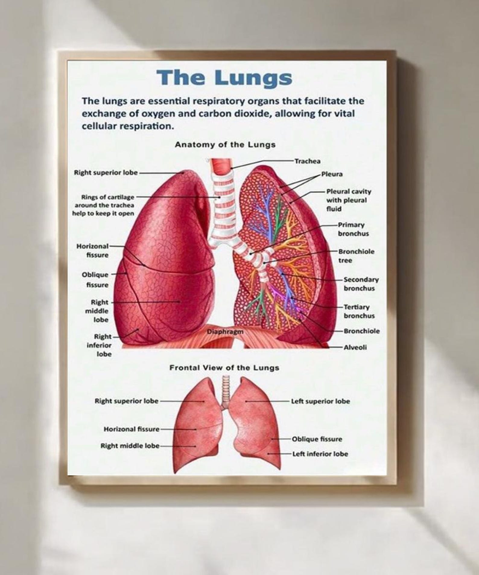 Lung Anatomy Poster Medical Diagram Wall Art for Clinic Office Decor - Etsy