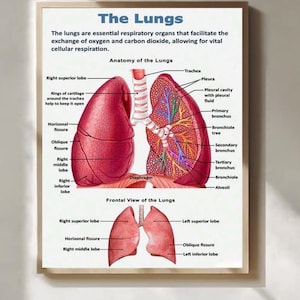 Op de afbeelding: Anatomieposter van de longen, met gedetailleerde illustraties van de lobben, de luchtpijp en de bronchiolen. De poster bevat labels voor de verschillende delen van de longen en een diagram van de frontale weergave. De tekst luidt "De Longen".