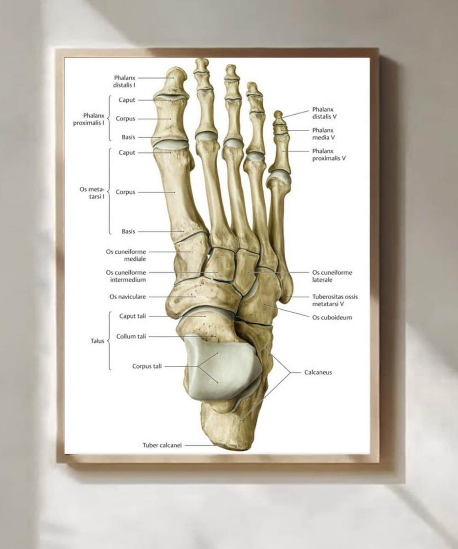 Human Foot Bone Chart Wall Art For Clinic And Study Room Etsy human-foot-bone-chart-wall-art-for-clinic-and-study-room-etsy
