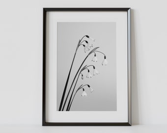 Snow Drop Fine Art Print, Still Life Flower Artwork, Fine Art Photograph, Botanical Decor