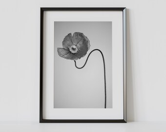 Poppy Fine Art Print, Still Life Flower Artwork, Fine Art Photograph, Botanical Decor