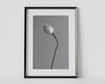 Poppy Fine Art Print, Still Life Flower Artwork, Fine Art Photograph, Botanical Decor