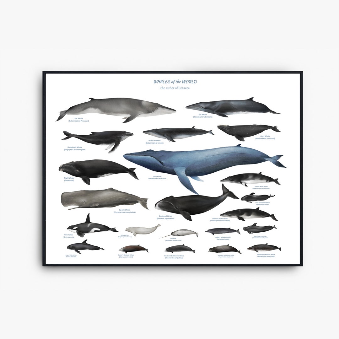 Poster Master Vintage-Wal-Poster – Retro Blauwal Druck, 20,3x25,4 Cm, Ungerahmt, Wanddekoration Für Büro & Wohnzimmer