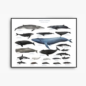 印刷可能な世界のクジラの壁アート、母の日の贈り物、教育用クジラ比較表、クジラのバスルーム装飾、海洋動物のポスター、