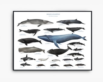 PRINTABLE Whales Of The World Wall Art, Educational Whale Comparison Chart, Whale Bathroom Decor , Whale Species,  Marine Animals poster,