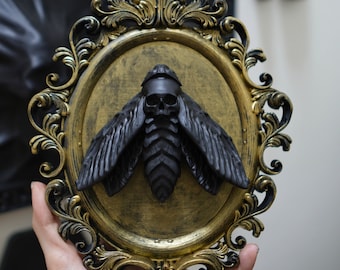 Framed moth. Deaths head moth. Black ornate frame. Goth cottagecore. Goth decor oddities. Cabinet of curiosities.