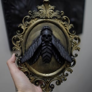 Framed moth. Deaths head moth. Black ornate frame. Goth cottagecore. Goth decor oddities. Cabinet of curiosities.