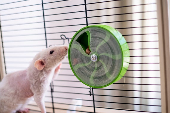 Foraging wheel outlet