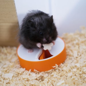 Tourniquet de recherche de nourriture pour hamsters et souris