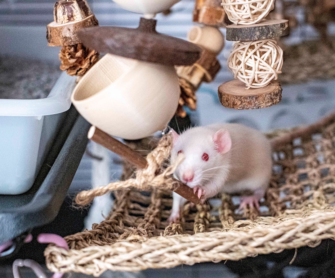 Foraging toys for mice 2025