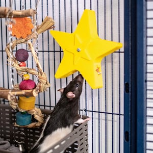 Spinning Star Foraging Toy