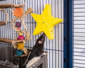 Spinning Star Foraging Toy