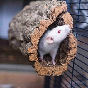 Può includere: Un ratto bianco con occhi rossi spunta da un tunnel di legno marrone a forma di tronco in una gabbia.