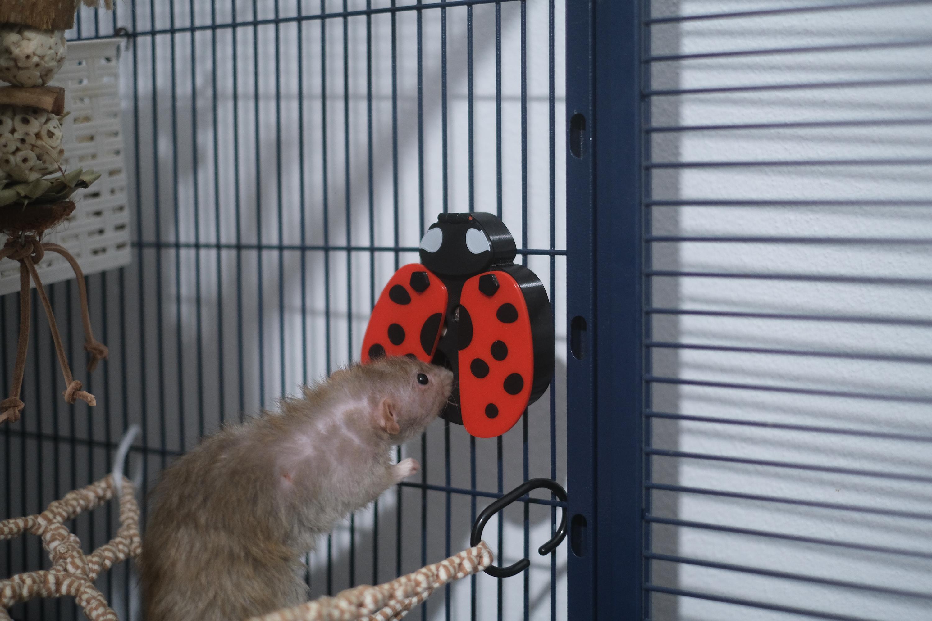 Small Ladybug Rack Foraging Toy