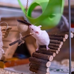 Mini Foraging Acorn for Mice and Budgies