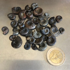 Lot petits fossiles ammonites 10-20mm image 2
