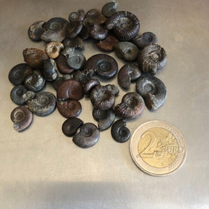 Lot petits fossiles ammonites 10-20mm image 1