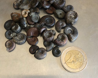 Lot petits fossiles ammonites 10-20mm