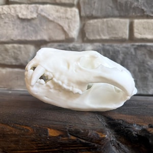 May include: A detailed, off-white animal skull with visible teeth and eye sockets. The skull is resting on a dark wooden surface, with a textured stone background. The skull's features are clearly defined, showcasing its natural form.