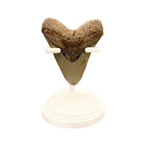Shark Tooth Display Large