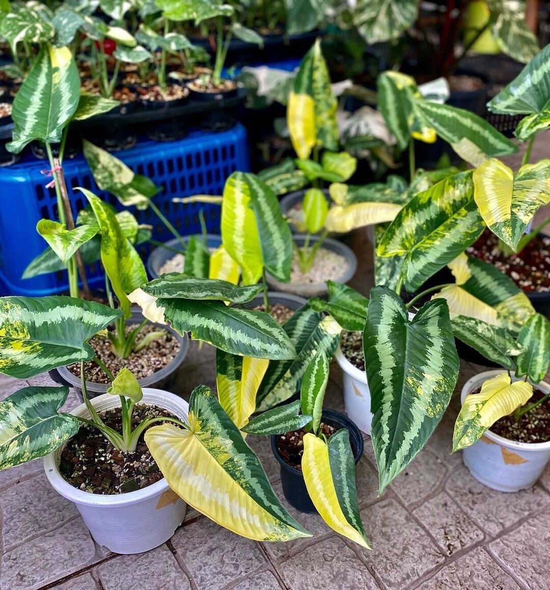 Schismatoglottis Wallichii Variegated X 10 - Etsy