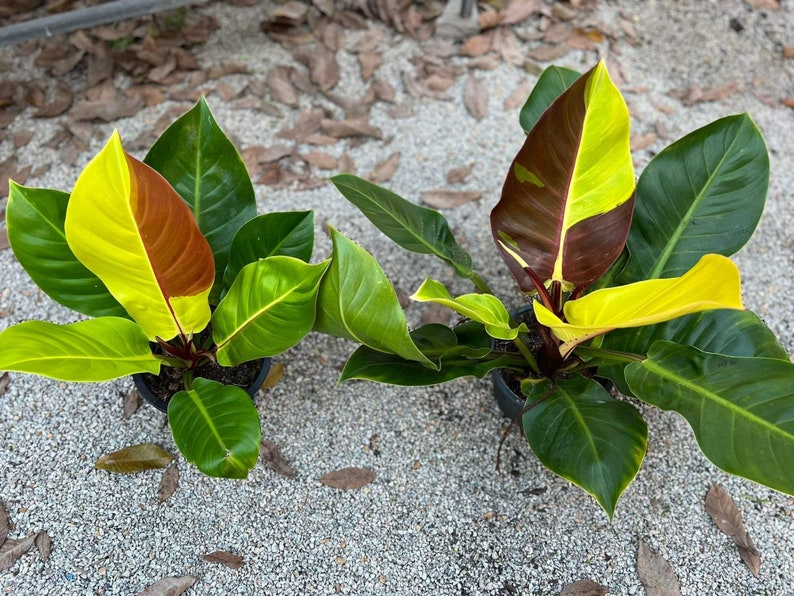 Philodendron Red Moon Variegated Medium X 10 - Etsy