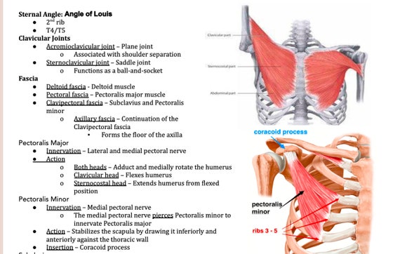 Anatomy Breast Pectoral and Axillary Region Study Guide Notes | Medical  School | Digital Prints | Digital Download