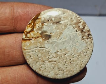 Cabochon di agata di radice di palma: pietra preziosa da 52 carati (35 x 35 mm)