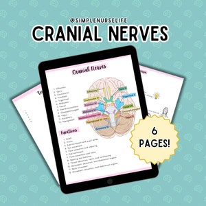 Cranial Nerves Study Guide BUNDLE,  Nursing Cheat Sheet, Cranial Nerves, Anatomy Study Guide, NCLEX, Nursing Template, Cranial Nerve Sheet