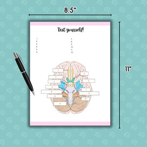 Cranial Nerves Study Guide BUNDLE, Nursing Cheat Sheet, Cranial Nerves ...