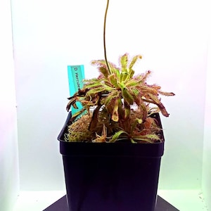 May include: A potted carnivorous plant, likely a sundew, with vibrant green and reddish leaves. A tall, slender stalk extends upwards, topped with small buds. The plant is in a black square pot, with a blue tag that reads "D Hercules".
