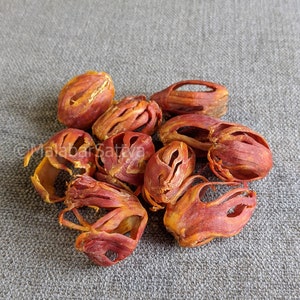 Nutmeg Flower / Jathi pathri / Mace Flower / Jaiphal Flower / Javitri