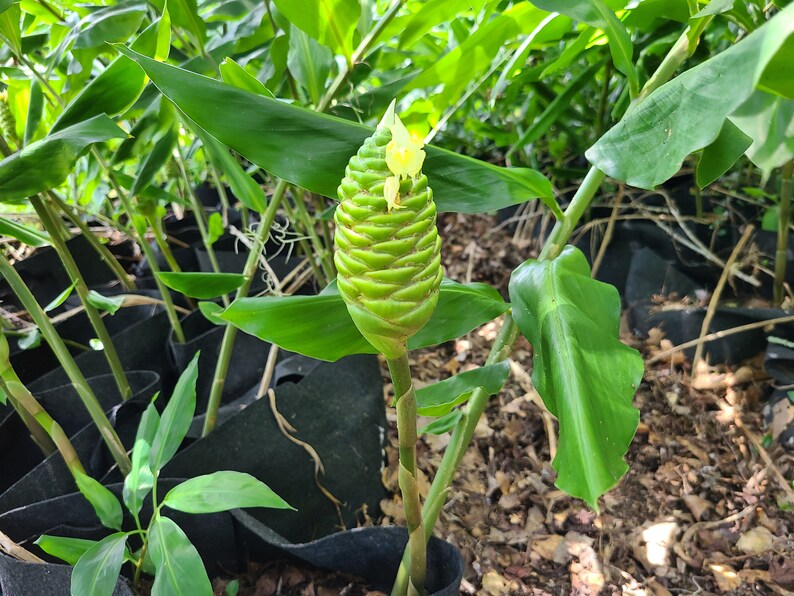 Pine Cone Ginger Shampoo Ginger Awapuhi zingiber Etsy