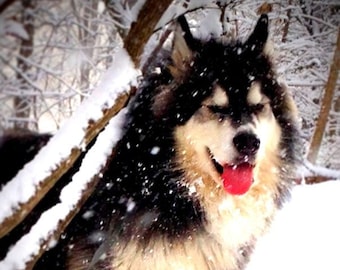 Wooly Malamute In Winter