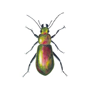 Prächtiger Käfer, Käfer-Wandkunst, Käfer-Dekor, Wanddekoration, Aquarelldruck