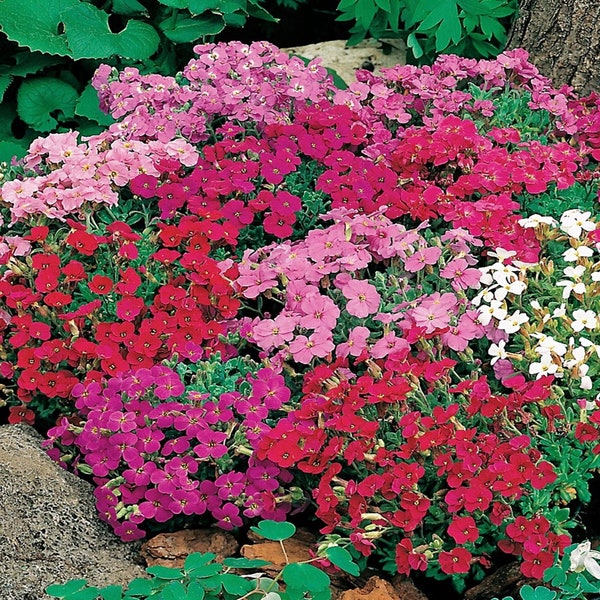Rock Cress - False Rockcress - Lilacbush - Blumenmischung 0,3g / 200 Samen - Aubrieta Hybrida GMO FREE