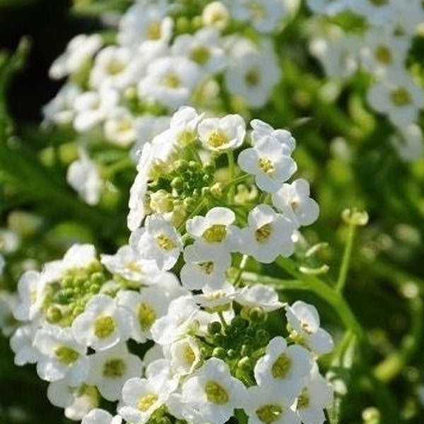 Sweet Alyssum - Sweet Alison - Witte bloemen 0,5 g / 300 zaden - Lobularia Maritima