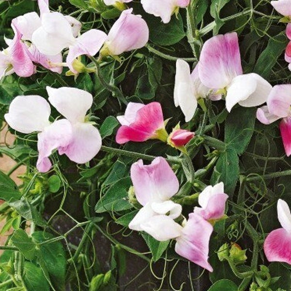 Sweet Pea - Dwarf - Pink Cupid - Flowers 1g - 15 Seeds - Lathyrus Odoratus GMO FREE