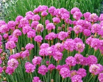 Thrift - Sea Pink - Flowers 0.1g / 60 Seeds - Armeria Maritima GMO FREE